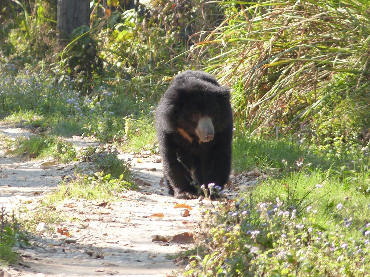 Rainbow Safari Resort Sauraha Kültér fotó